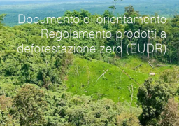 Documento di orientamento - Regolamento prodotti a deforestazione zero (EUDR)