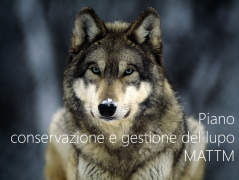 Piano di conservazione e gestione del lupo