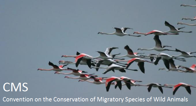 Convenzione di Bonn (CMS): conservazione specie migratrici fauna selvatica