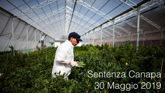 Canapa industriale: la pronuncia Cassazione 30 Maggio 2019