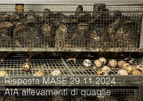 Risposta MASE 29 11 2024 AIA allevamenti di quaglie Risposta MASE 29 11 2024 AIA allevamenti di quaglie