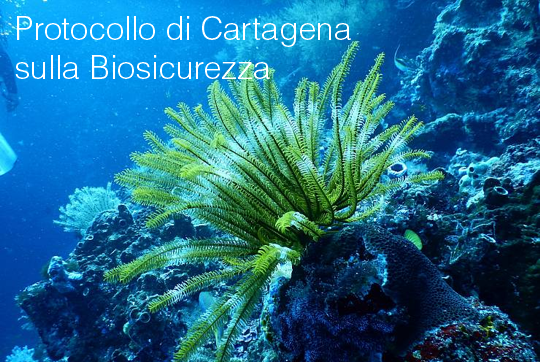 Protocollo di Cartagena sulla Biosicurezza
