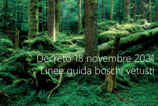 Decreto 18 novembre 2021 Linee guida boscghi vetusti