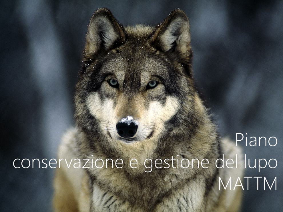 Piano di conservazione e gestione del lupo   MATTM