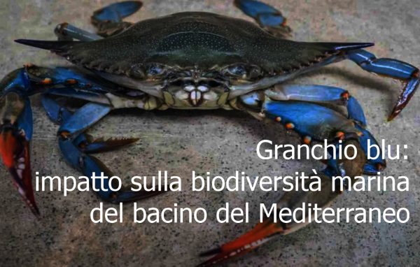 Granchio blu   impatto sulla biodiversit  marina del bacino del Mediterraneo