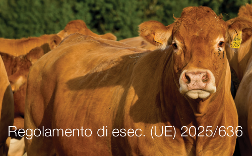 Regolamento di esecuzione  UE  2025 636
