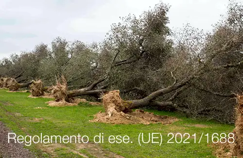 Regolamento di esecuzione UE 2021 1688 Regolamento di esecuzione UE 2021 1688