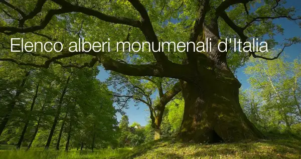 Elenco alberi monumenali d Italia Elenco alberi monumenali d Italia